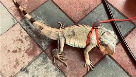 屏東發起全民抓綠鬣蜥　1隻可換1盒老鷹紅豆綠鬣蜥野外族群嚴重危害屏東農作物，為了控制綠鬣蜥野外繁殖數量，屏東縣政府發起全民運動，抓1隻成蜥兌換1盒老鷹紅豆。（屏東縣政府提供）中央社記者郭芷瑄傳真　108年6月26日