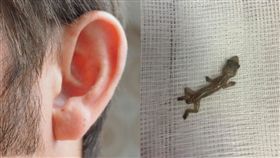 耳朵痛2天！醫竟夾出「斷尾活壁虎」　照片曝光網嚇壞
臉書