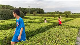 樹蘭被喻為綠珠眼淚　花博公園內展清香（1）台北市工務局表示，樹蘭因外型為串串淡黃色小圓花，且淡雅清香，被喻為「綠珠的眼淚」，花博公園深處的迷宮花園內，就藏有一片樹蘭，常有小朋友在花叢內玩躲貓貓。（台北市工務局提供）中央社記者梁珮綺傳真 108年6月23日