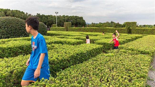 樹蘭綠珠眼淚　花博迷宮花園展清香