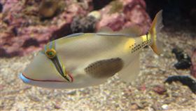 業配、廠商提供