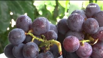 紫色熱量高！葡萄「吃對色」才重要