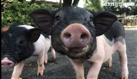  小豬／埔心牧場