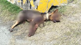 男機車綁浪浪拖行！血刷地1公里慘死