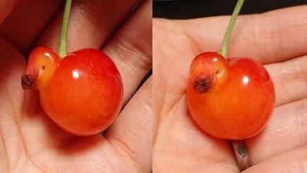 千年一遇！這才是真正的「櫻桃鴨」