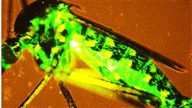 秋行軍蟲細胞運用立疫苗大功中研院分子生物研究所研究員趙裕展與國防醫學院、中原大學等專家運用秋行軍蟲細胞生產桿狀病毒為載體，此載體能將基因送進蚊子裡做基因表現，有利於研究蚊子與登革熱間的相互關聯。（趙裕展提供）中央社記者吳欣紜傳真　108年6月27日