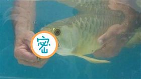 大陸,金龍魚,龍吐珠,魚卵,小魚(圖/翻攝自微博)