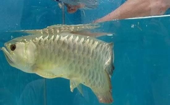 爸代養金龍魚煎來吃　兒哭價值2百萬