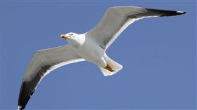 （圖／Pixabay）黑脊鷗,Herring Gulls