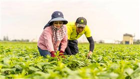 務農母子檔感情好　自有品牌拚行銷（2）在台南市學甲區務農的母子檔劉淑娟（左）、陳鵬羽（右），以友善環境種植芝麻等雜糧，並以自有品牌開發胡麻油、芝麻糖、芝麻醬、芝麻冰淇淋等各式農產加工產品。（台南市農業局提供）中央社記者楊思瑞台南傳真　108年2月10日