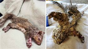 施工現場潛在不少危險！加拿大上個月就有一隻小松鼠誤闖施工地，結果不小心掉進未乾的填充材料，導致牠的身體開始「凝固」，僵硬成一團灰色肉球。2名好心人士發現後，趕緊帶松鼠找獸醫治療，所幸松鼠已痊癒，獸醫也將牠放生了。（圖／翻攝自臉書St. George Veterinary Clinic）