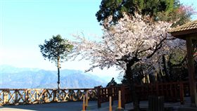 阿里山電動遊園車  3日行駛高海拔祝山林務局嘉義林區管理處1日表示，阿里山森林遊樂區電動遊園車營運路線，3日起將拓展至海拔2451公尺的祝山區域。圖為阿里山花季，祝山車站吉野櫻綻放景致。（嘉義林管處提供）中央社記者黃國芳傳真　107年3月1日