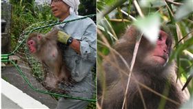 什麼！動物園裡的猴子居然會越獄，難不成是在拍電影《馬達加斯加》，日本沖繩一間動物園，在昨（27）日發生猴子集體大逃脫，導致園方緊急關閉園區，要將逃出的來的14隻猴子抓回去，但經過工作人員一整天半的努力，目前只尋回了其中7隻。（圖／翻攝自沖繩時報、琉球新報）