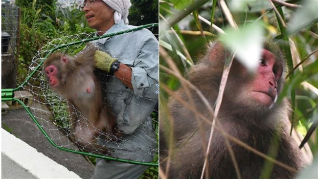 拿鑰匙開門！14隻猴子「集體越獄」