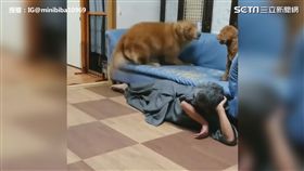 ▲追逐戰後波及到主人。（圖／IG@minibiba10969 授權）