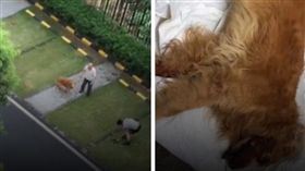 遛狗不栓繩被咬死！他怒打死「肇事犬」　2老人護犬遭打傷（圖／翻攝自時間視頻微博）