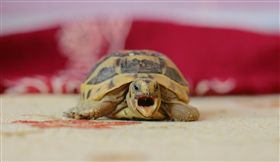 （圖／Pixabay）烏龜,寵物龜