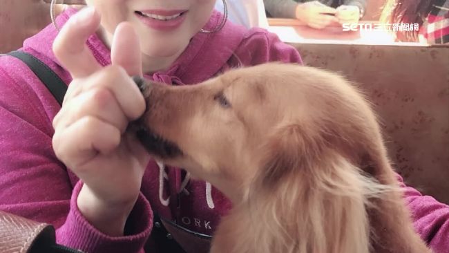 臘腸狗曬太陽遭偷！飼主懸賞5千急尋