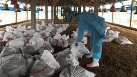 彰化大城某土雞場爆禽流感　全面撲殺彰化縣大城鄉一處土雞場確診感染H5N2亞型高病原性禽流感病毒，防疫人員29日完成全場撲殺清場及消毒工作。（彰化縣政府提供）中央社記者蕭博陽彰化縣傳真　108年6月29日