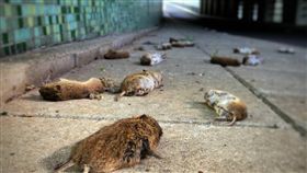荷蘭,老鼠,死亡,天敵,自殺,遷徒,死亡,追殺,屍體,田,屍體　圖／翻攝自推特　