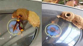 機車停一天…遭泥壺蜂築巢 他崩潰：雙拼透天(圖/爆廢公社)