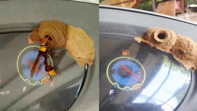 泥壺蜂強蓋「雙拼透天」！車主崩潰了