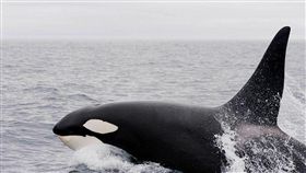 鯨魚,捕鯨,海洋（圖／翻攝自Pixabay）