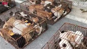 貨車傳出貓叫聲…警攔查驚見7百隻貓（圖／翻攝自秒拍）