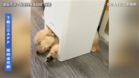 超遼癒！小黃金舒服躺出風口　長大奮力鑽驚：怎進不去