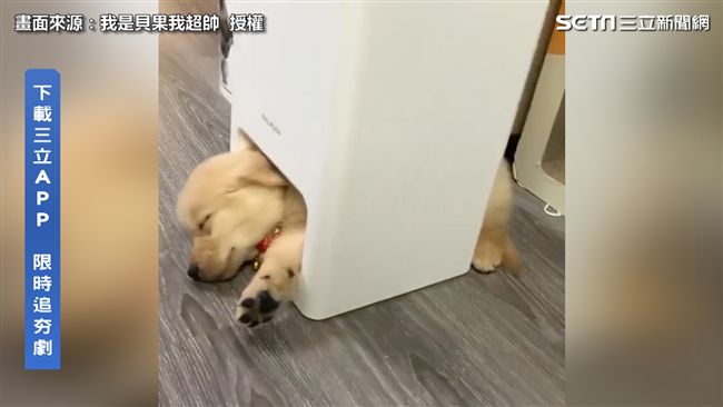 狗狗舒服躺出風口　長大驚：進不去了