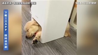 狗狗舒服躺出風口　長大驚：進不去了