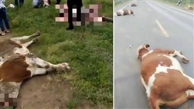 大陸吉林長嶺日前發生一起車禍事件，一名男子開貨車過馬路時，不小心撞上牛群，導致13頭牛當場死亡。飼主見狀後靈機一動，直接在現場宰殺叫賣，還全部都賣光光，反倒賺了一筆。（圖／翻攝自梨視頻）