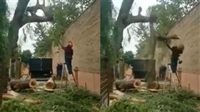 大自然的反撲！男爬梯砍樹　下秒遭樹枝「海盜船揮拳」倒地
圖翻攝自「Malaysia Today மலேசியா டுடே」臉書