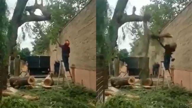 男砍樹現世報　慘遭樹枝「揮拳」打飛