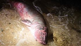 疑似母子偽虎鯨澎湖擱淺　惜小鯨豚亡一對疑似母子的偽虎鯨6月30日晚間意外擱淺澎湖內垵北岸際，經岸巡與民眾合力送回大海，但深夜發現出生不久的小鯨豚再度擱淺在附近岸際且已死亡。（第13巡防區指揮部提供）中央社　108年7月1日