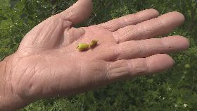 連日降雨加暖冬影響　紅棗果實長不大