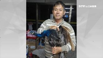 金門孔雀成患！退休師年抓百隻成達人