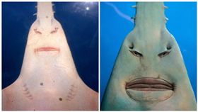 鋸鰩,正面,怪獸電力公司,羅茲(圖/翻攝自推特)