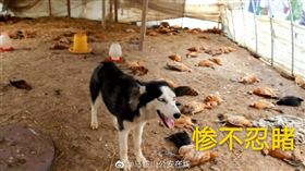 哈士奇與遍地雞屍的合照。（圖／翻攝自馬鞍山公安在線 微博）