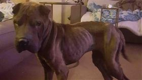 沙皮狗,英國,墜崖。(圖/翻攝自GoFundMe)