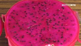 好棒火龍果18001