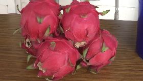 好棒火龍果18001