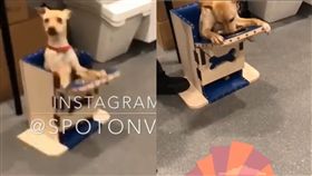 超萌！汪衝專屬寶座「張嘴等放飯」　背後原因讓人心疼（圖／翻攝自Instagram@spotonvet）
