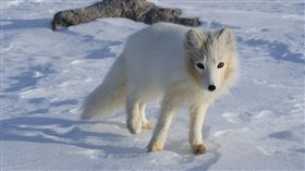 北極狐，圖／翻攝自Pixabay