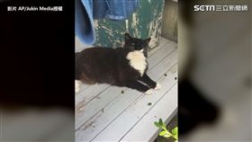 別在喵皇頭上動土 下一秒就把你吃下肚