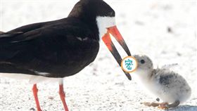 海鳥,美國,佛羅里達州,菸蒂（圖／翻攝自臉書）