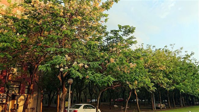 中正大學彩虹旃那綻放　花期到7月底