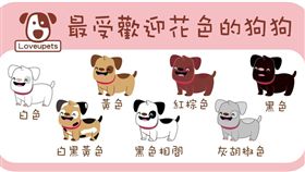 ▲最受歡迎花色的狗狗（圖／愛你寵物網lovepets）