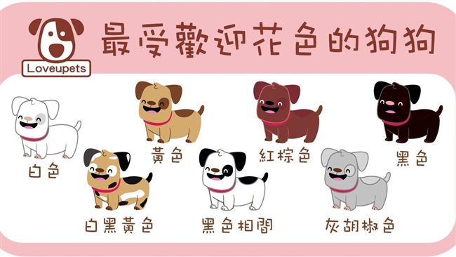 汪汪花色排行榜　你家汪第幾名！