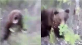 棕熊,攻擊,俄羅斯,堪察加邊疆區(圖/翻攝自liveleak)